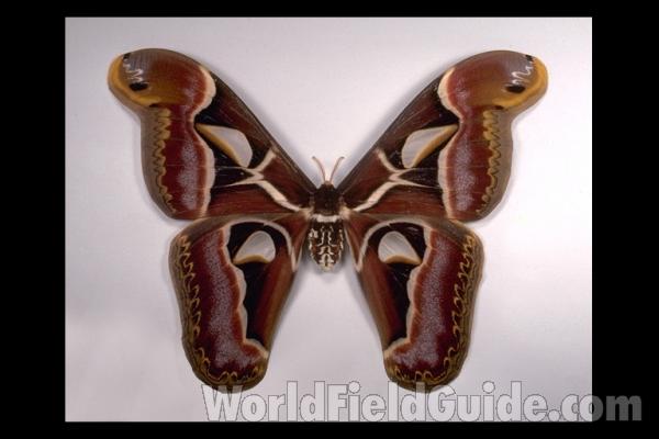 Female - Dorsal<br>(Origin of the Specimen: India)