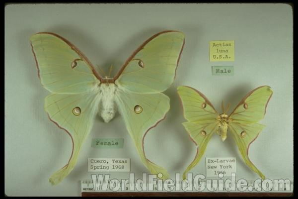 Pair - Dorsal (Female On Left)<br>(Origin of the Specimen: Female - Texas, Male Ex-larvae NY)