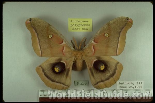 Male - Dorsal<br>(Origin of the Specimen: Antioch, Illinois, USA)