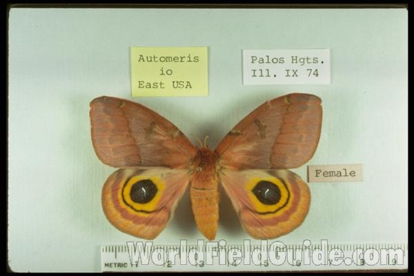 Female - Dorsal<br>(Origin of the Specimen: Illinois, USA)