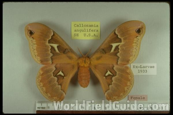 Female - Dorsal<br>(Origin of the Specimen: Bred In USA)