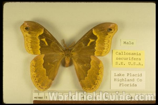 Male - Dorsal<br>(Origin of the Specimen: Lake Placid, Florida, USA)