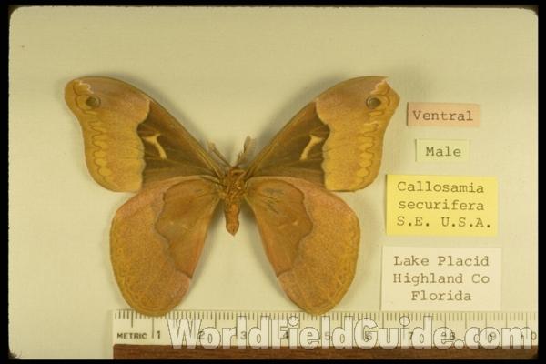 Male - Ventral<br>(Origin of the Specimen: Lake Placid, Florida, USA)