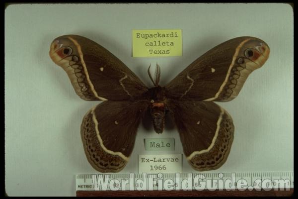 Male - Dorsal<br>(Origin of the Specimen: Texas, USA)