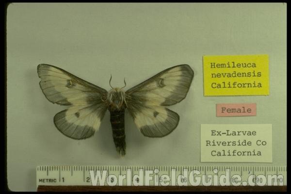 Female - Dorsal<br>(Origin of the Specimen: Riverside Co, California, USA)