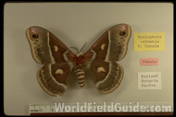 Female - Dorsal<br>(Origin of the Specimen: Ontario, Canada)