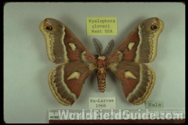 Male - Dorsal<br>(Origin of the Specimen: Bred - United States)