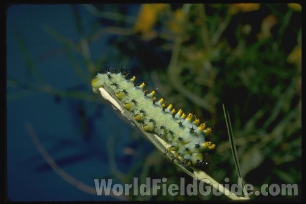 Larvae<br>(Location of Picture: Arizona, USA)