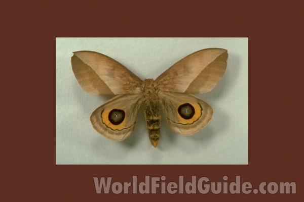 Female - Dorsal<br>(Origin of the Specimen: Los Piedros)