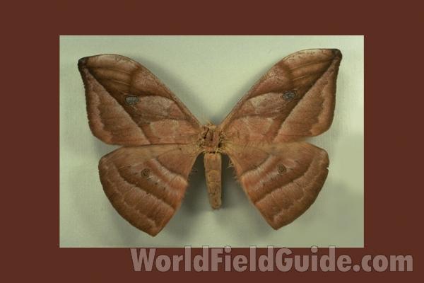 Female - Dorsal - Bred<br>(Origin of the Specimen: S Catarina, Brazil)