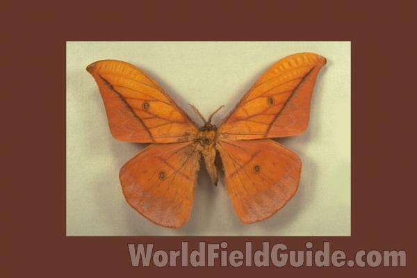 Male - Dorsal<br>(Origin of the Specimen: Veracruz, Mexico, June 1983)