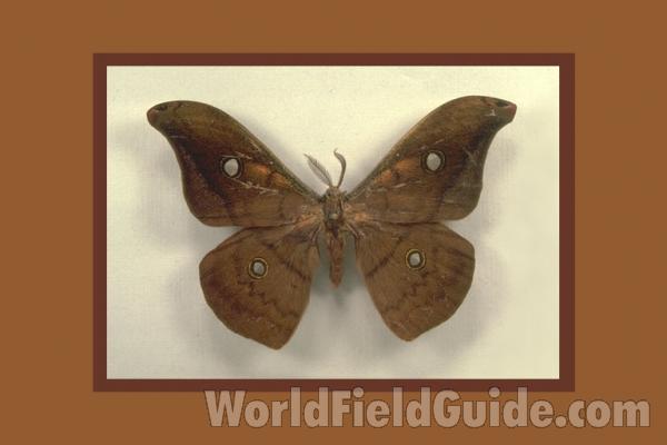 Male - Dorsal<br>(Origin of the Specimen: S Catarina, Brazil, Bred John Weiss)