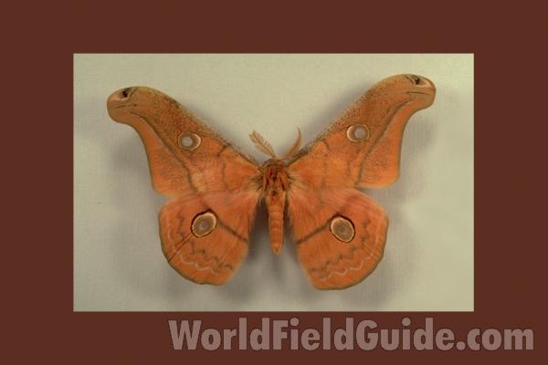 Male - Dorsal - Yellow-Orange Form<br>(Origin of the Specimen: Quechula, Mexico)