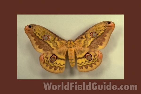 Female - Dorsal<br>(Origin of the Specimen: No Data Given)