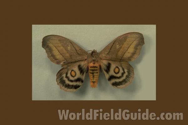 Male - Dorsal<br>(Origin of the Specimen: Canar, Ecuador)