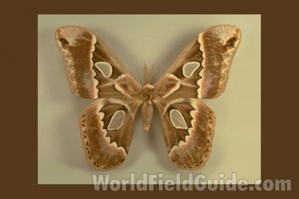 Male - Dorsal<br>(Origin of the Specimen: Mexico)