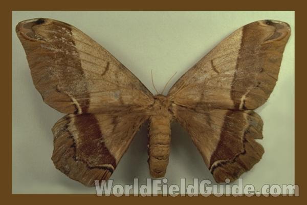 Female - Dorsal<br>(Origin of the Specimen: Huila, Colombia)