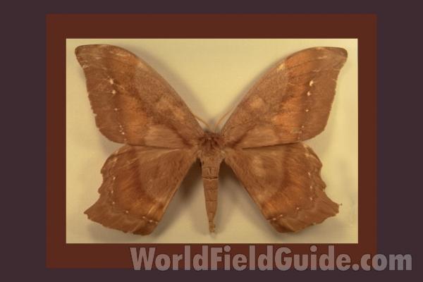 Male - Dorsal<br>(Origin of the Specimen: French Guiana)