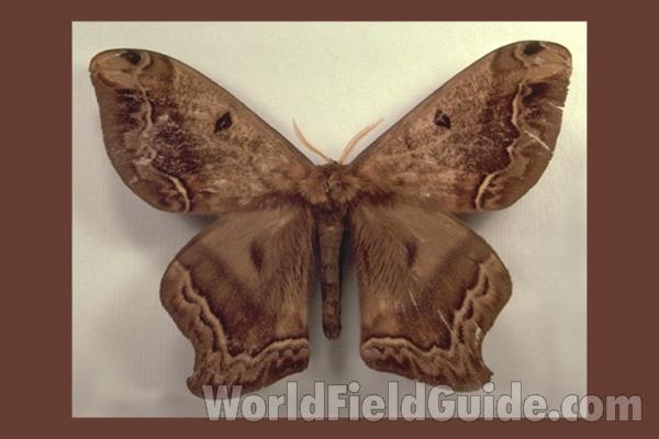 Male - Dorsal<br>(Origin of the Specimen: Non Given)