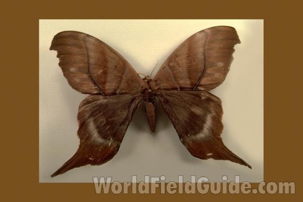 Male - Dorsal<br>(Origin of the Specimen: Soel, French Guiana)