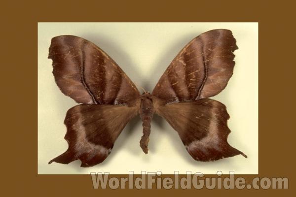 Female - Dorsal<br>(Origin of the Specimen: French Guiana)