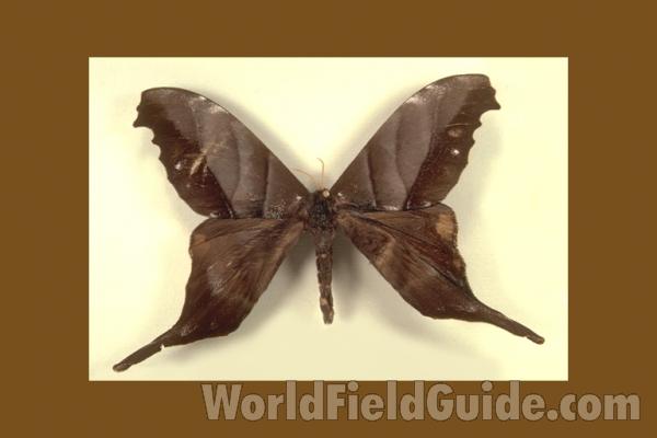 Male - Dorsal<br>(Origin of the Specimen: French Guiana)