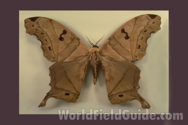 Male - Dorsal<br>(Origin of the Specimen: French Guiana)