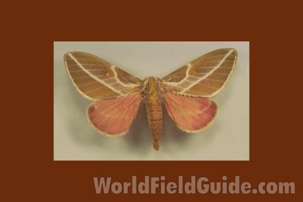 Female - Dorsal<br>(Origin of the Specimen: Morelos, Mexico)