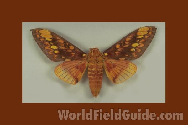 Male - Dorsal<br>(Origin of the Specimen: Canar, Ecuador)