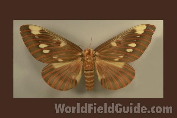 Female - Dorsal<br>(Origin of the Specimen: Mexico)