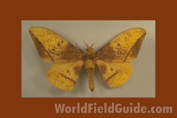 Male - Dorsal - Bred By John Weiss<br>(Origin of the Specimen: S Catarina, Brazil)