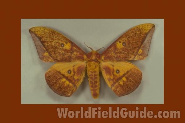 Male - Dorsal<br>(Origin of the Specimen: Canar, Ecuador)