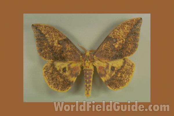 Male - Dorsal<br>(Origin of the Specimen: Horsetail Falls, Mexico)