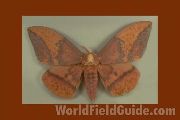 Male - Dorsal<br>(Origin of the Specimen: Horsetail Falls, Mexico)