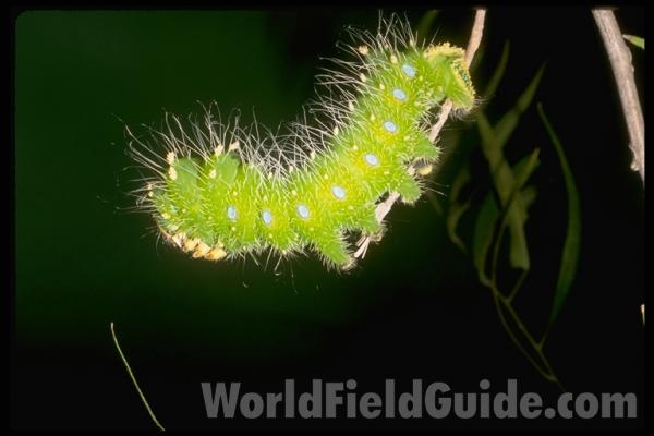 Larvae<br>(Location of Picture: Arizona, USA)