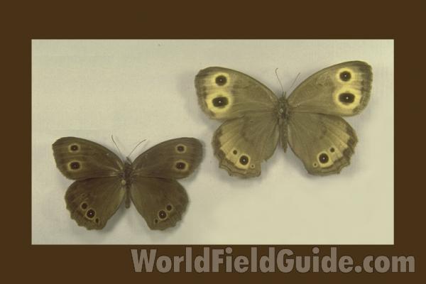 Ventral View<br>(Origin of the Specimen: Conconully, Washington, USA, 2006)