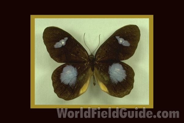 Male - Dorsal View<br>(Origin of the Specimen: Peru)