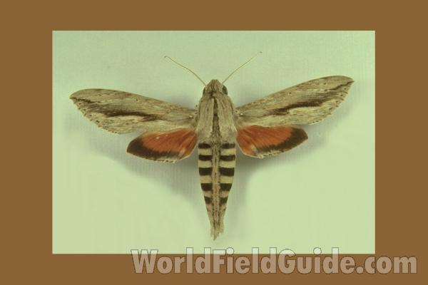 <br>(Location of Picture: Arizona, USA)