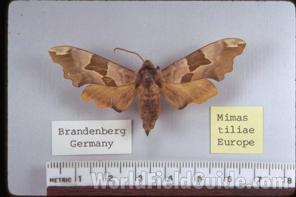 Habitat View<br>(Location of Picture: Sweden, Europe)<br>(Origin of the Specimen: Brandenberg, Germany)