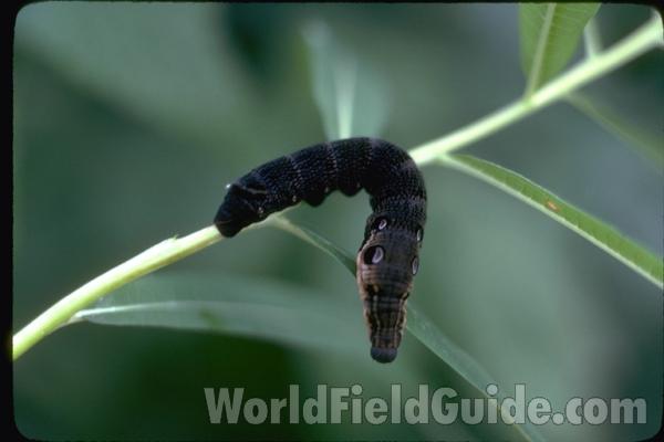 Larvae On Epilobium<br>(Location of Picture: Sweden)