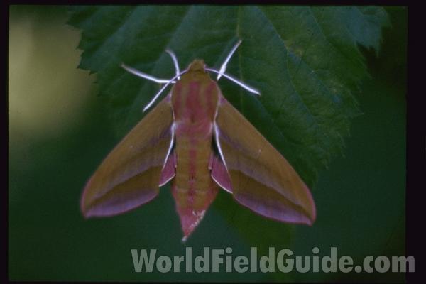 Adult in  Habitat<br>(Location of Picture: Sweden)