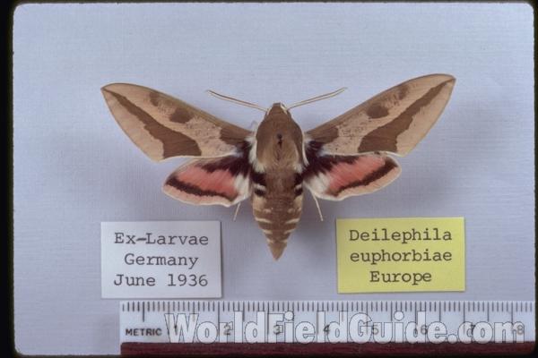 Male - Dorsal View<br>(Origin of the Specimen: Germany, 1936)
