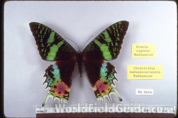 Male - Dorsal<br>(Origin of the Specimen: Madagascar)