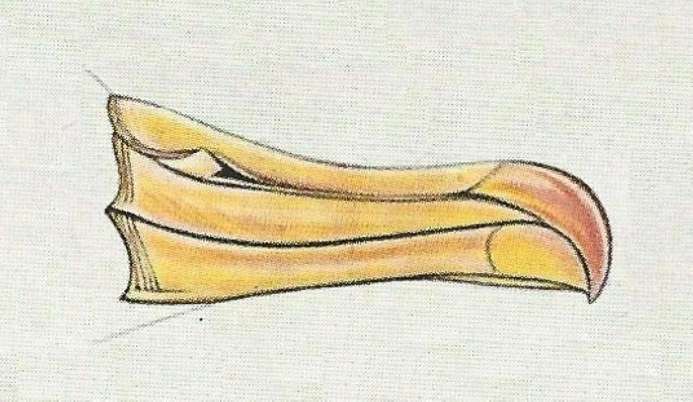 Painting - Showing Bill<br>(Origin of the Specimen: Painting - South Africa)