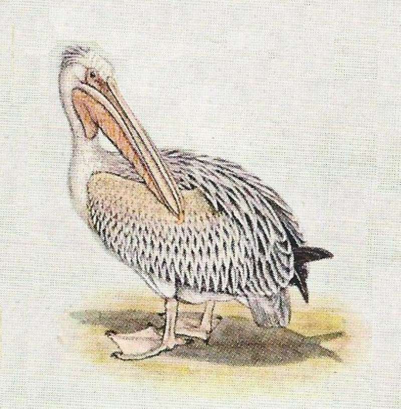Side View Standing - Showing Pink Bill<br>(Origin of the Specimen: Color Painting)
