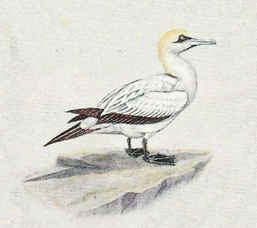 Side View - Standing on Ledge<br>(Origin of the Specimen: Painting)