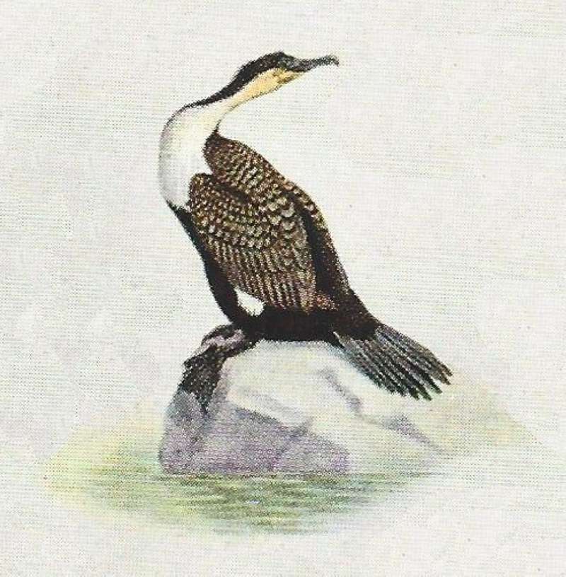 Standing on Rock - Twisted Neck<br>(Origin of the Specimen: Painting)