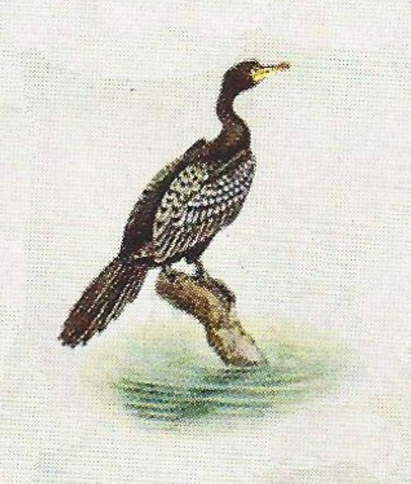 Side View Standing<br>(Origin of the Specimen: Color Painting)