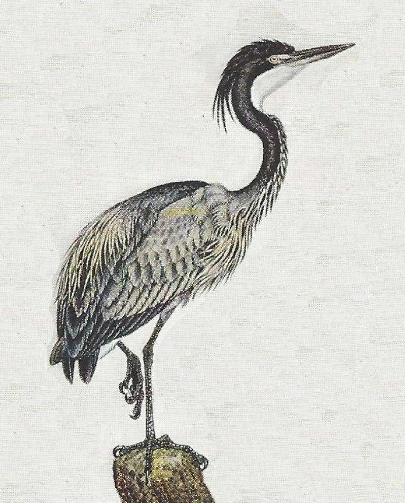 Side View on Stump<br>(Origin of the Specimen: Color Painting)