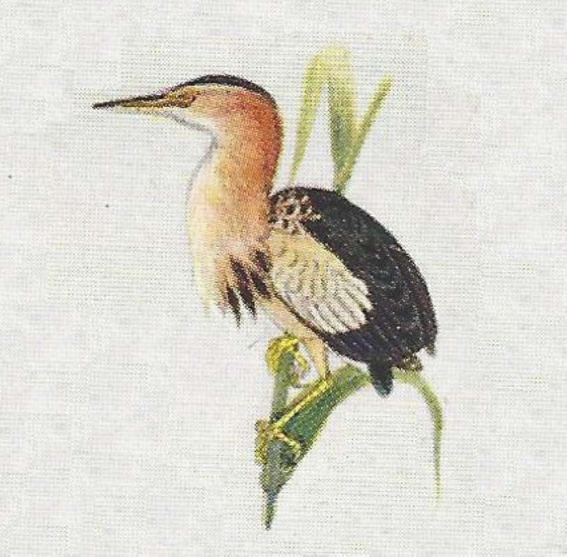 Facing Left<br>(Origin of the Specimen: Color Painting)